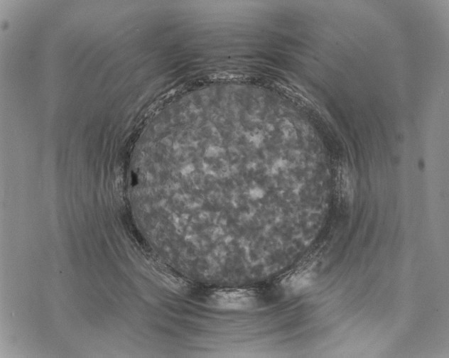 X0000070250557200606301628