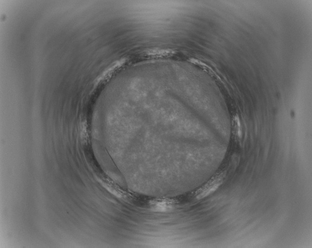 X0000070250564200606301629