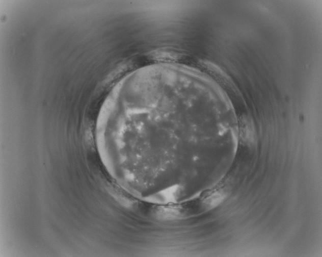 X0000070250573200606301629