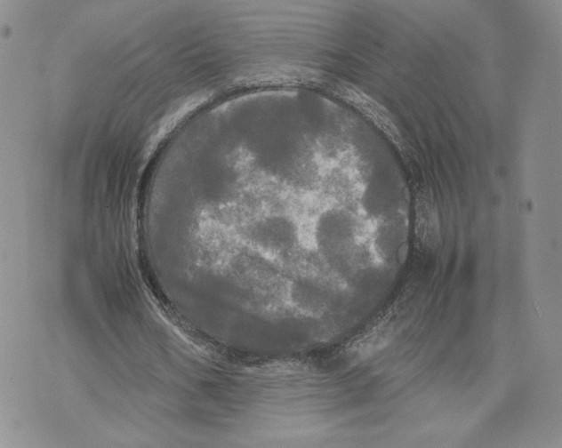 X0000070250578200606301628