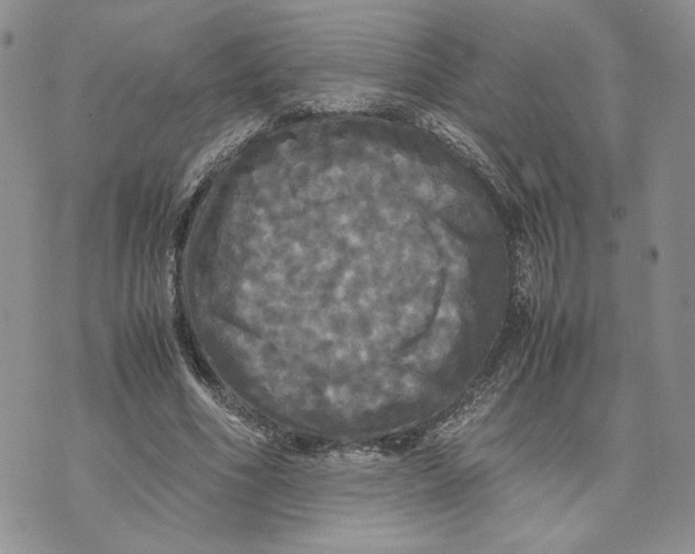 X0000070250586200606301628