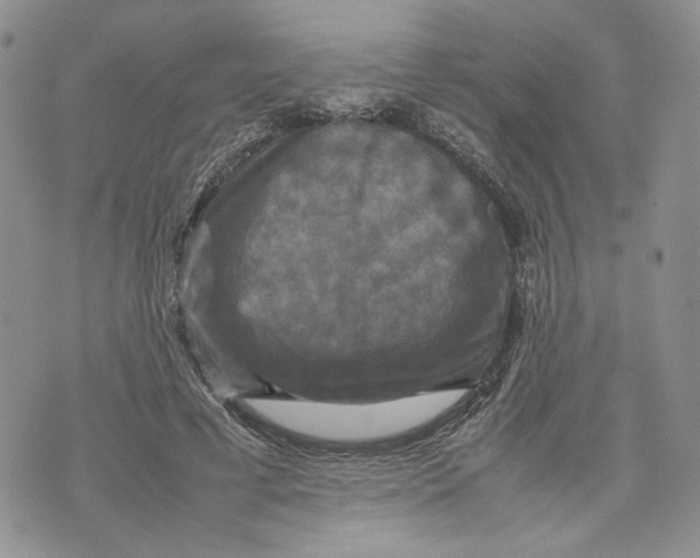 X0000070250593200606301628