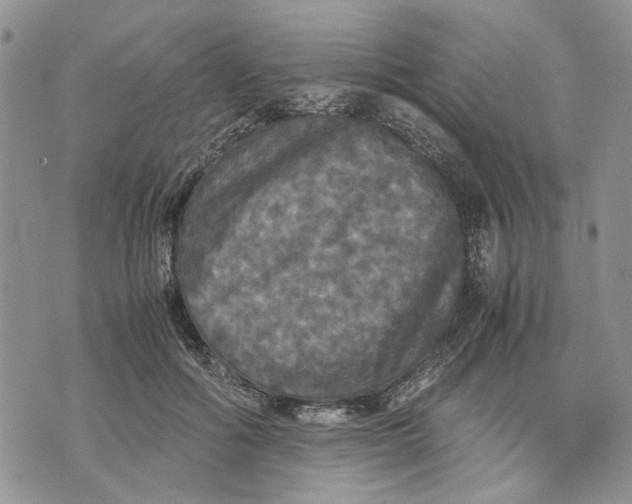 X0000070250602200606301628