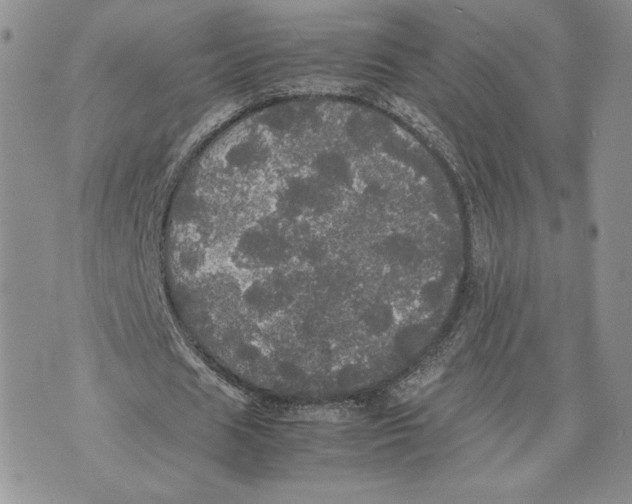 X0000070250625200606301626