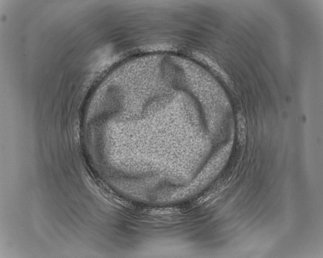 X0000070250631200606301626