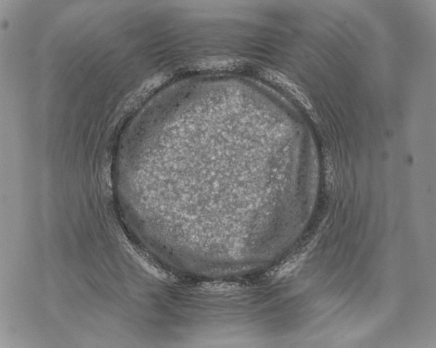 X0000070250633200606301627