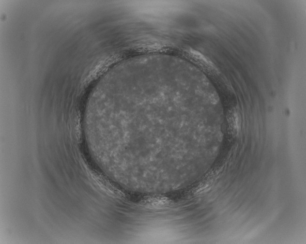 X0000070250642200606301627