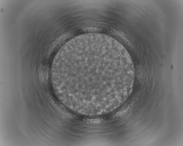 X0000070250645200606301627