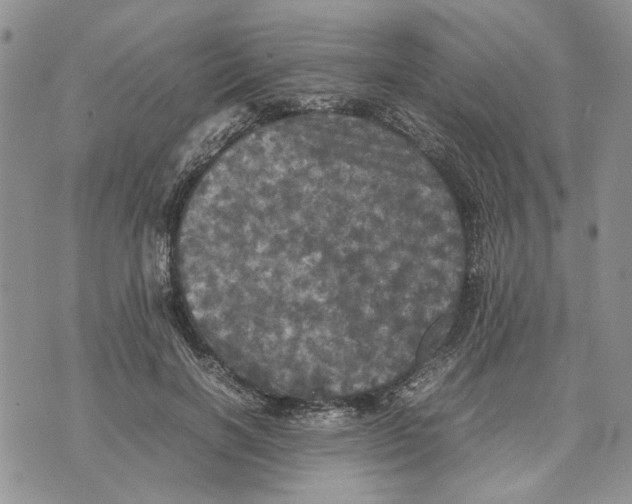 X0000070250646200606301627