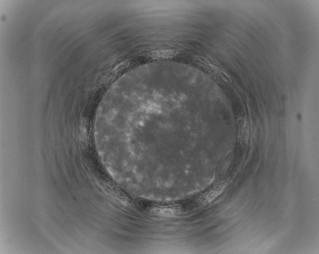 X0000070250655200606301627