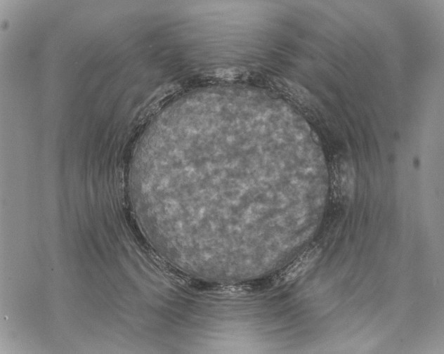 X0000070250656200606301627