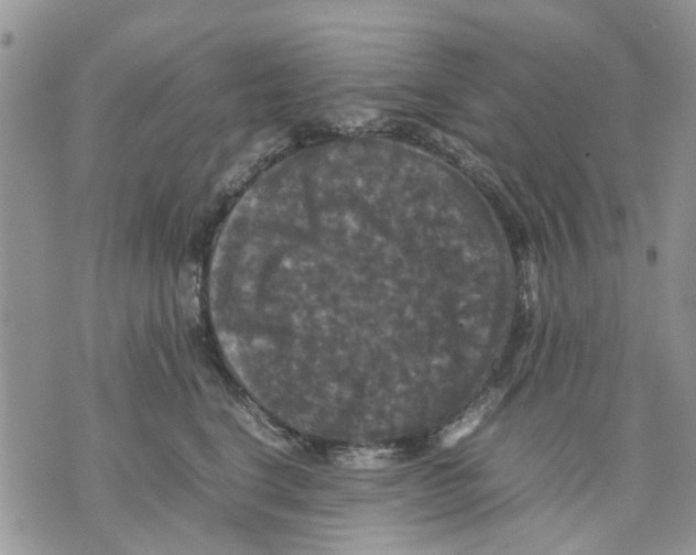 X0000070250664200606301627