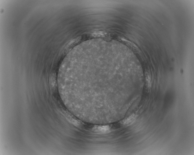 X0000070250665200606301627