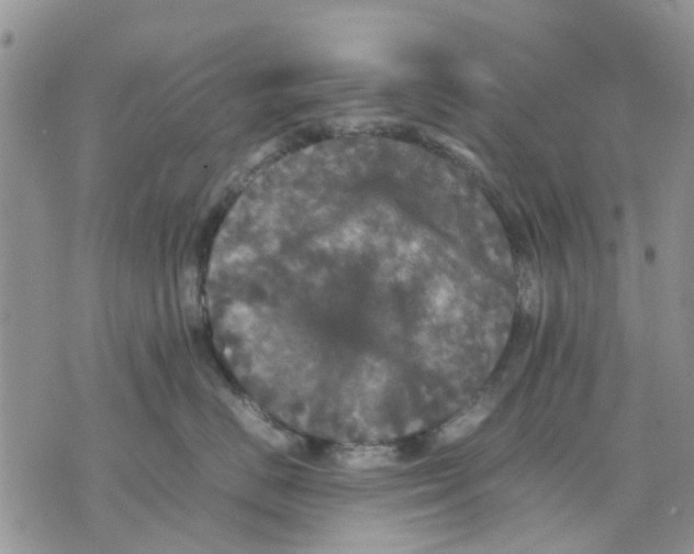 X0000070250670200606301627