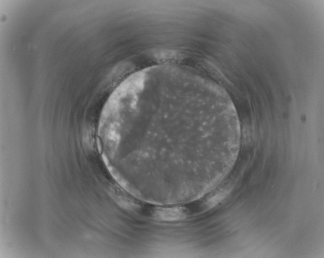 X0000070250671200606301627