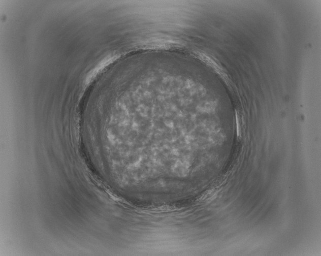 X0000070250675200606301626