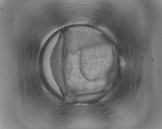 X0000070250676200606301626