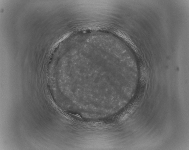 X0000070250681200606301626