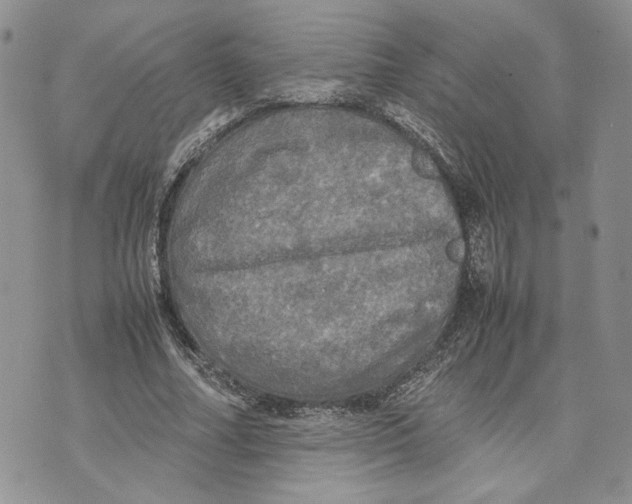 X0000070250682200606301626