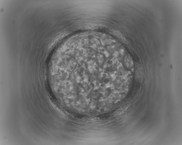 X0000070250683200606301626