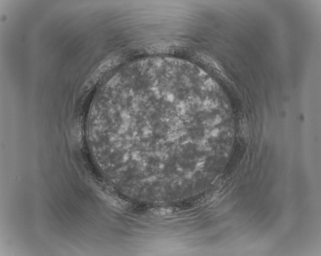 X0000070250687200606301626