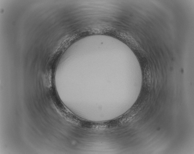 X0000070250694200606301626