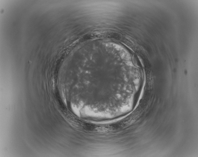 X0000070250703200606301626