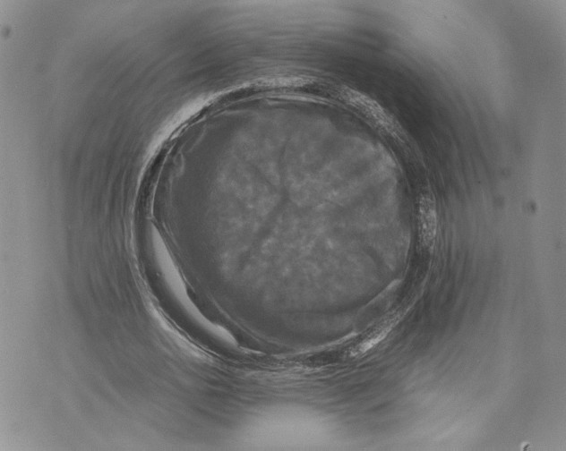 X0000070250726200606301625