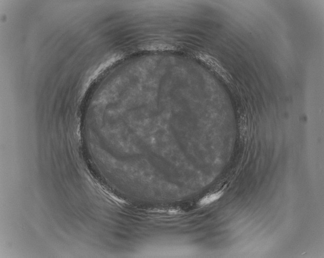 X0000070250727200606301625