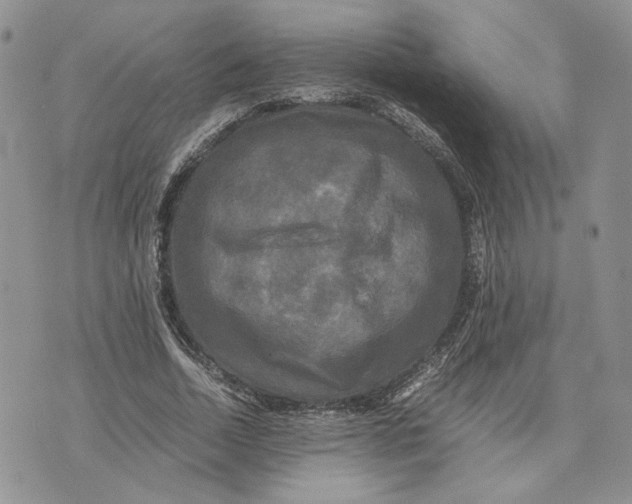 X0000070250730200606301625