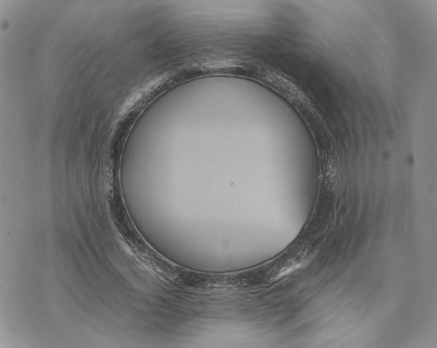 X0000070250732200606301625