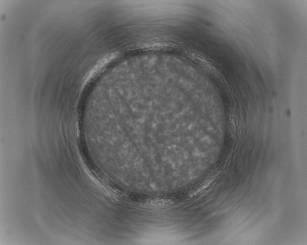 X0000070250734200606301625