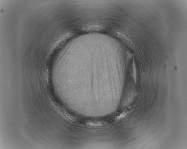 X0000070250735200606301625