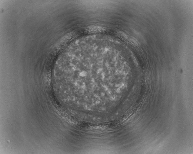 X0000070250737200606301625