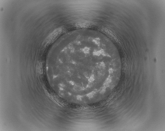 X0000070250738200606301625