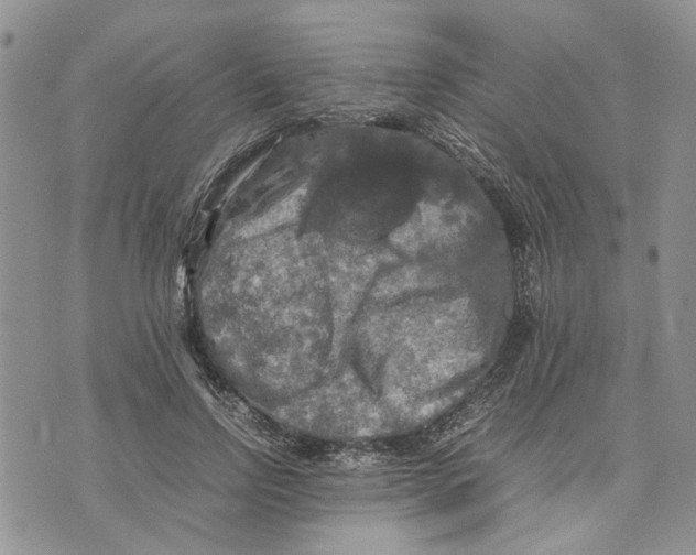 X0000070250742200606301625