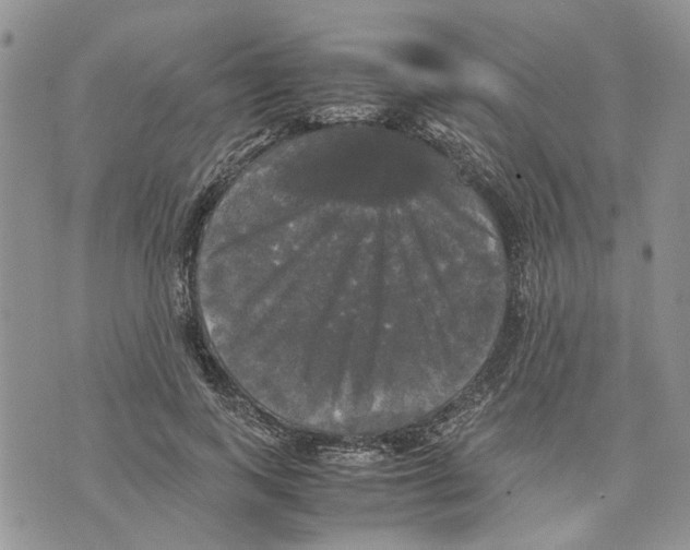 X0000070250743200606301625