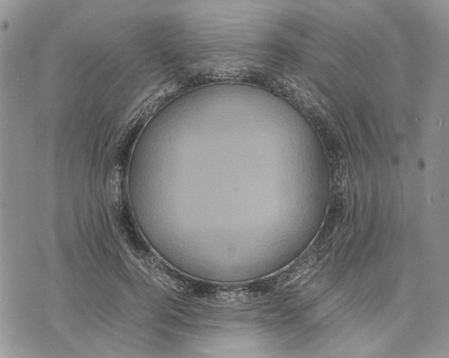 X0000070250744200606301625