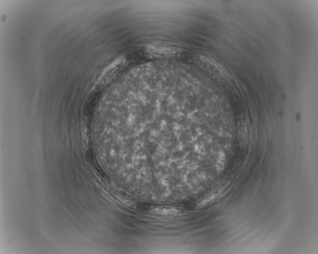 X0000070250749200606301625