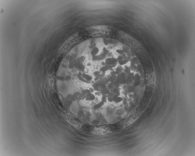 X0000070250753200606301625