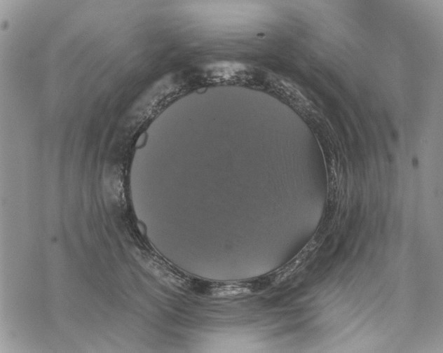 X0000070250754200606301625