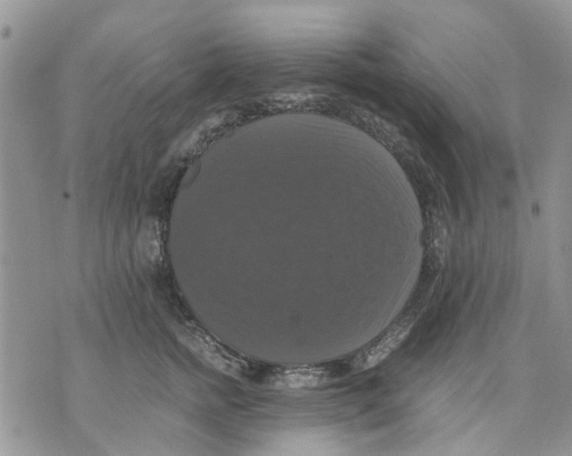 X0000070250758200606301625