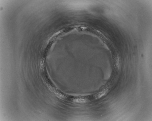 X0000070250759200606301625