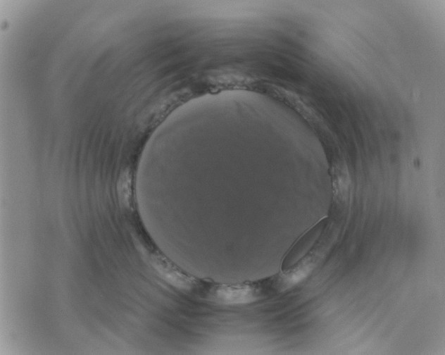 X0000070250767200606301626