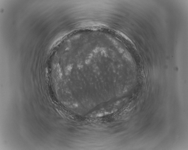 X0000070250775200606301625