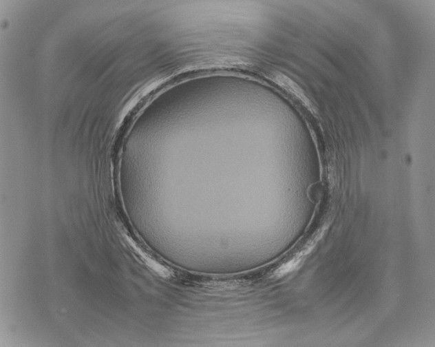 X0000070250781200606301625