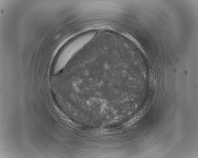 X0000070250783200606301625