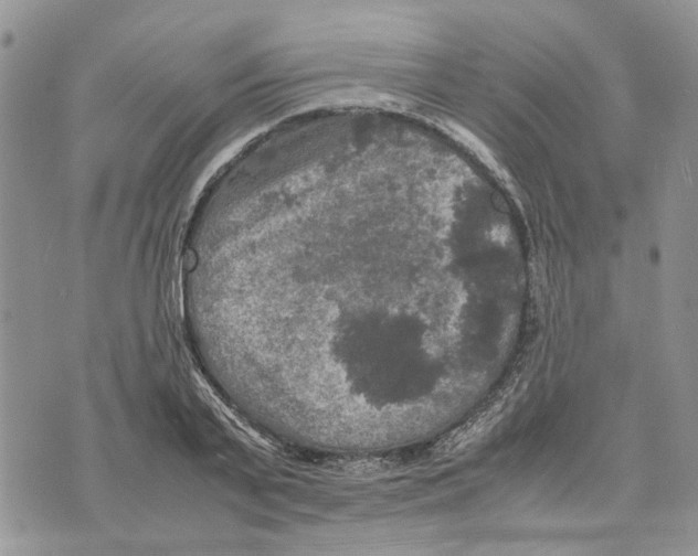 X0000070250791200606301624