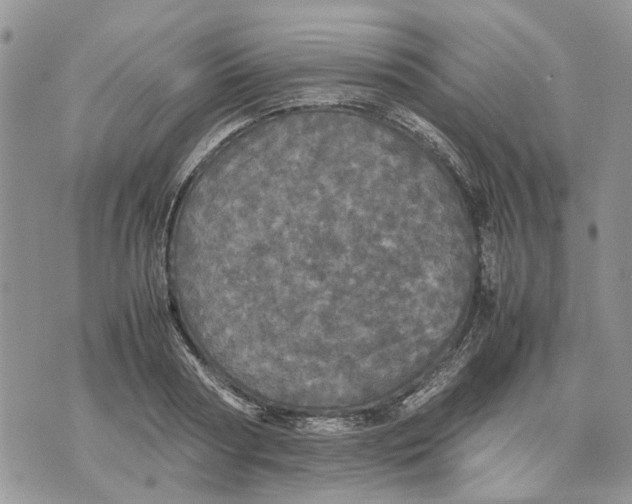 X0000070250794200606301624