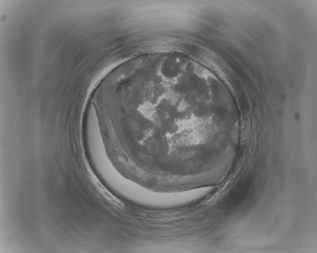 X0000070250795200606301624